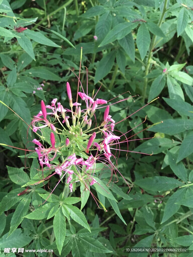 醉蝶花
