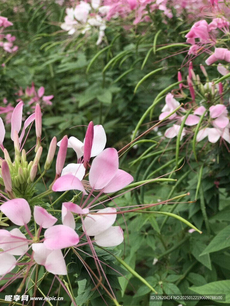 醉蝶花