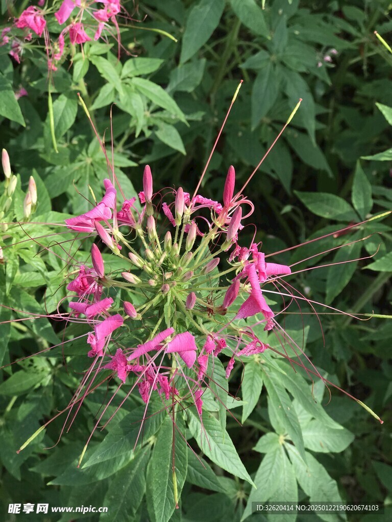 醉蝶花
