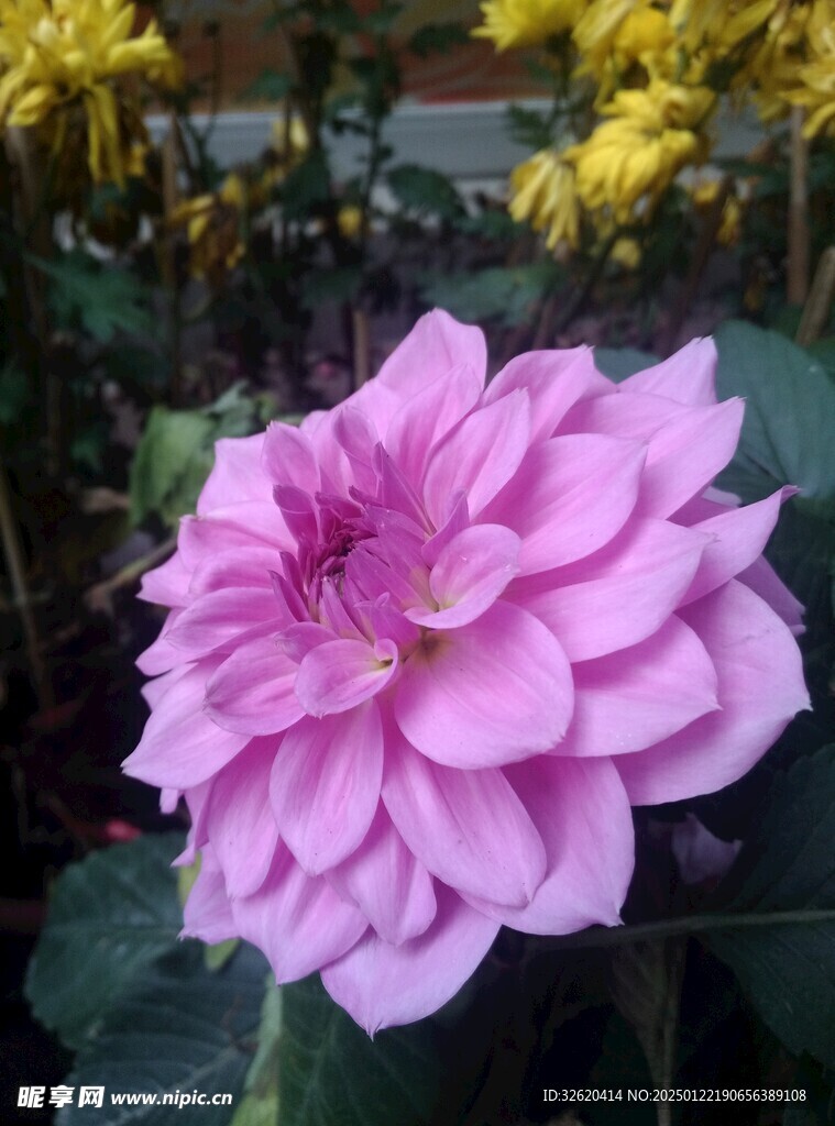 大丽花