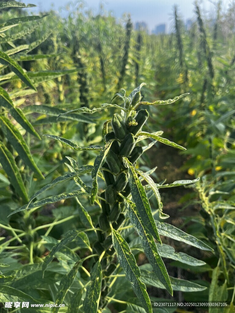 芝麻