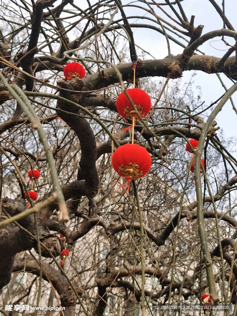 树杆
