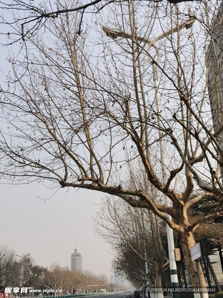 树杆