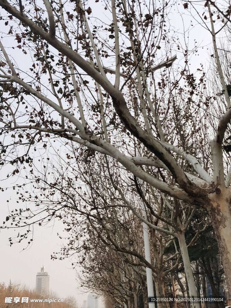 树杆