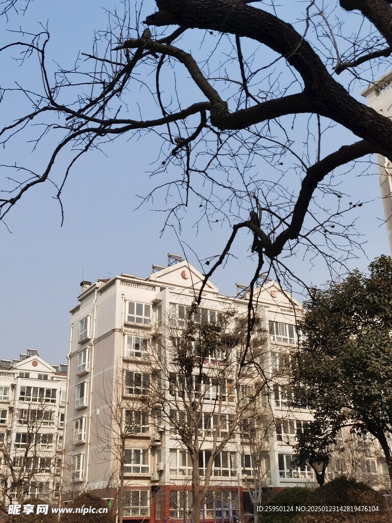 树杆