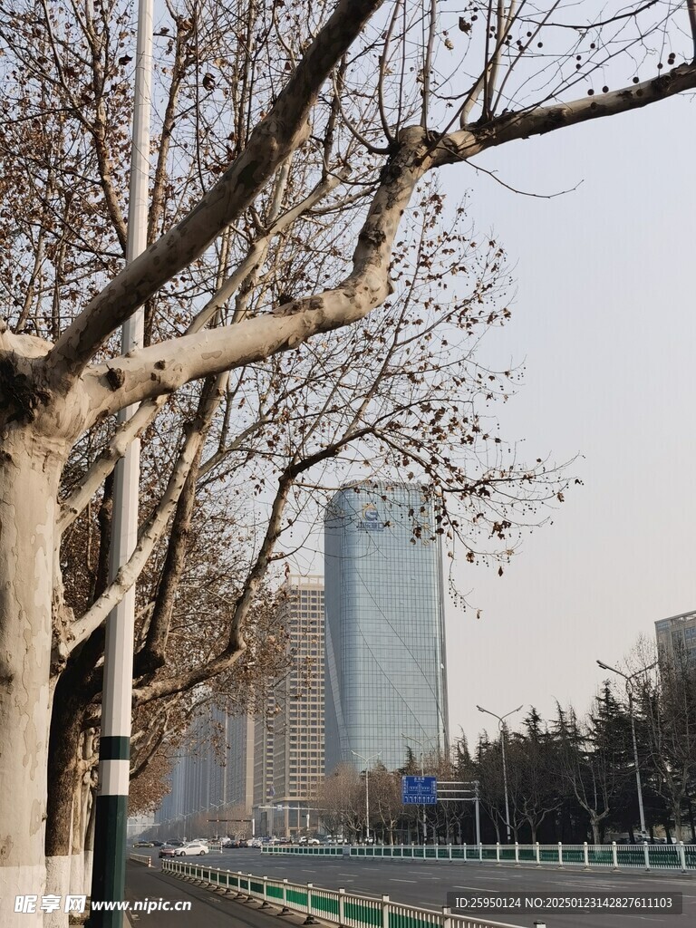 树杆