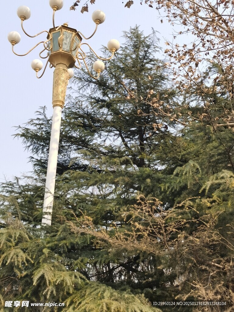 树杆