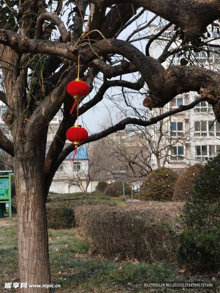 树杆