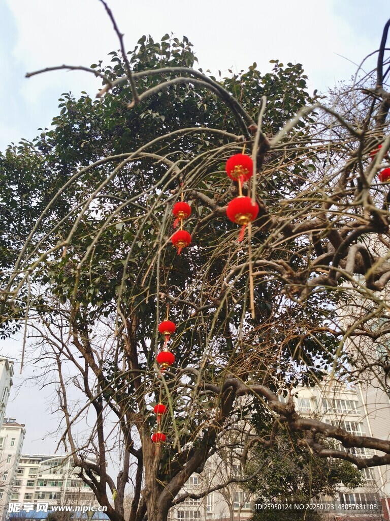 树杆