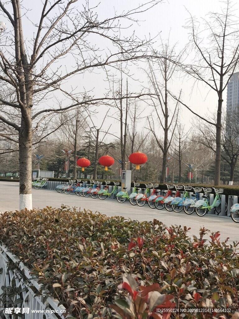树杆