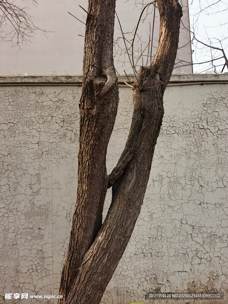 树杆