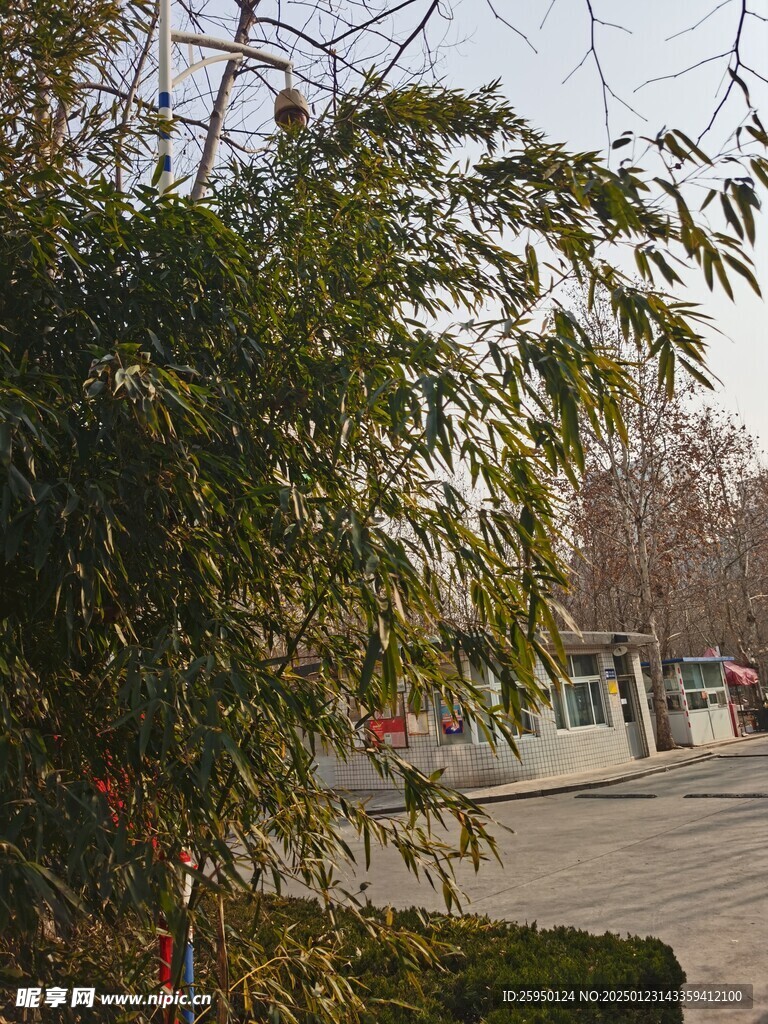 竹子
