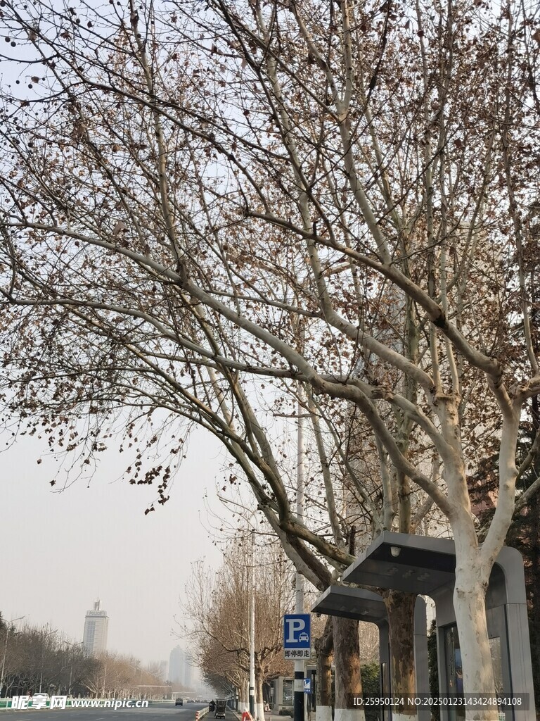 树杆