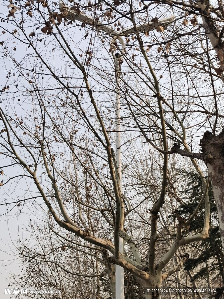 树杆