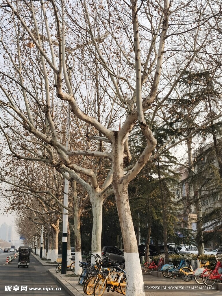 树杆