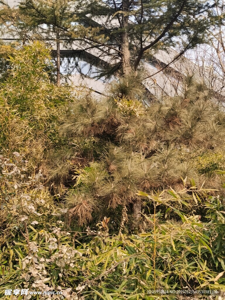 树杆