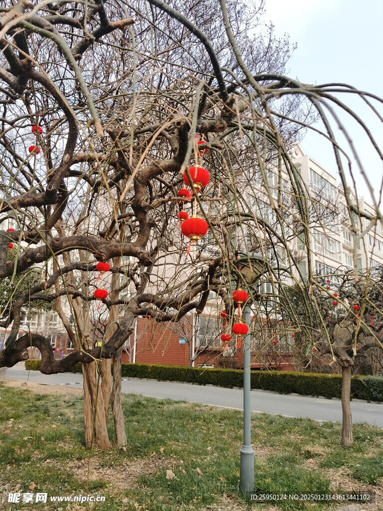 树杆