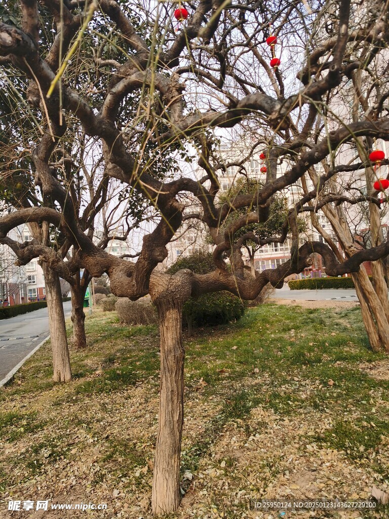 树杆