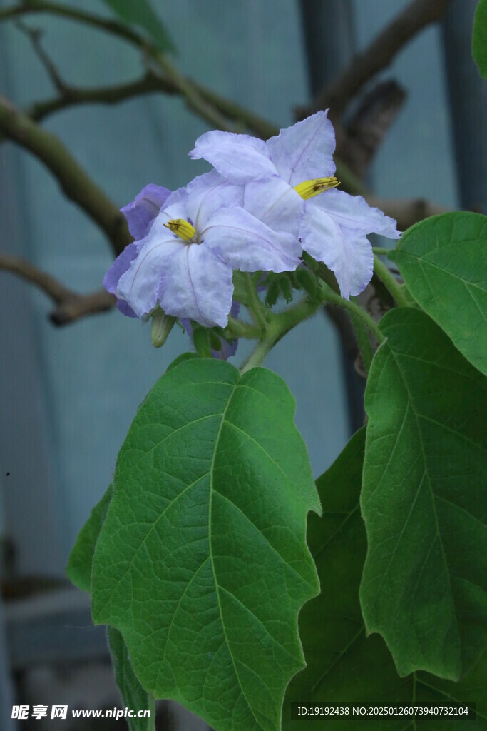 大花茄  