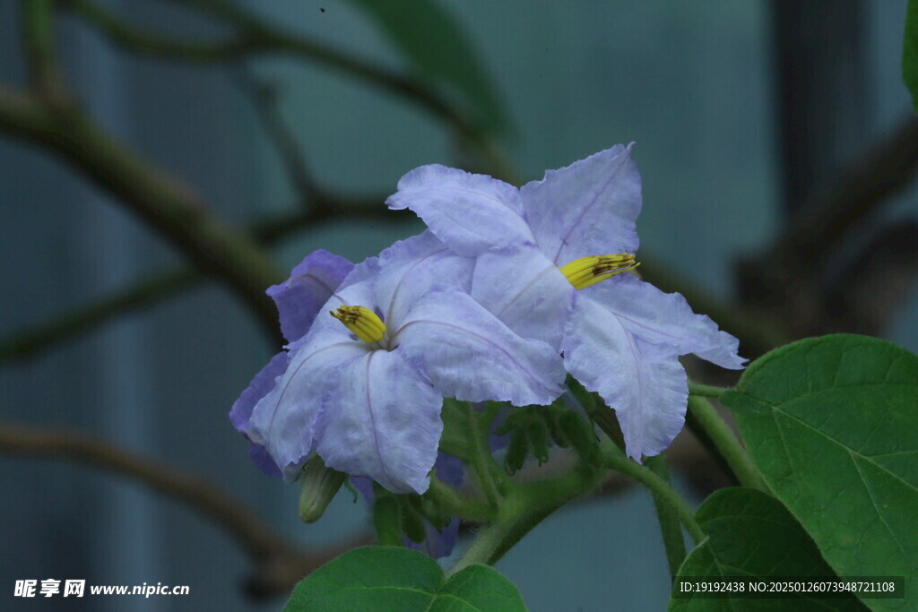 大花茄  