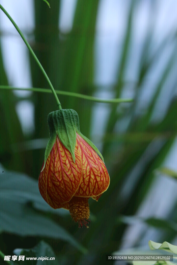 金铃花