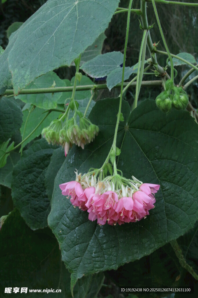 非洲芙蓉 