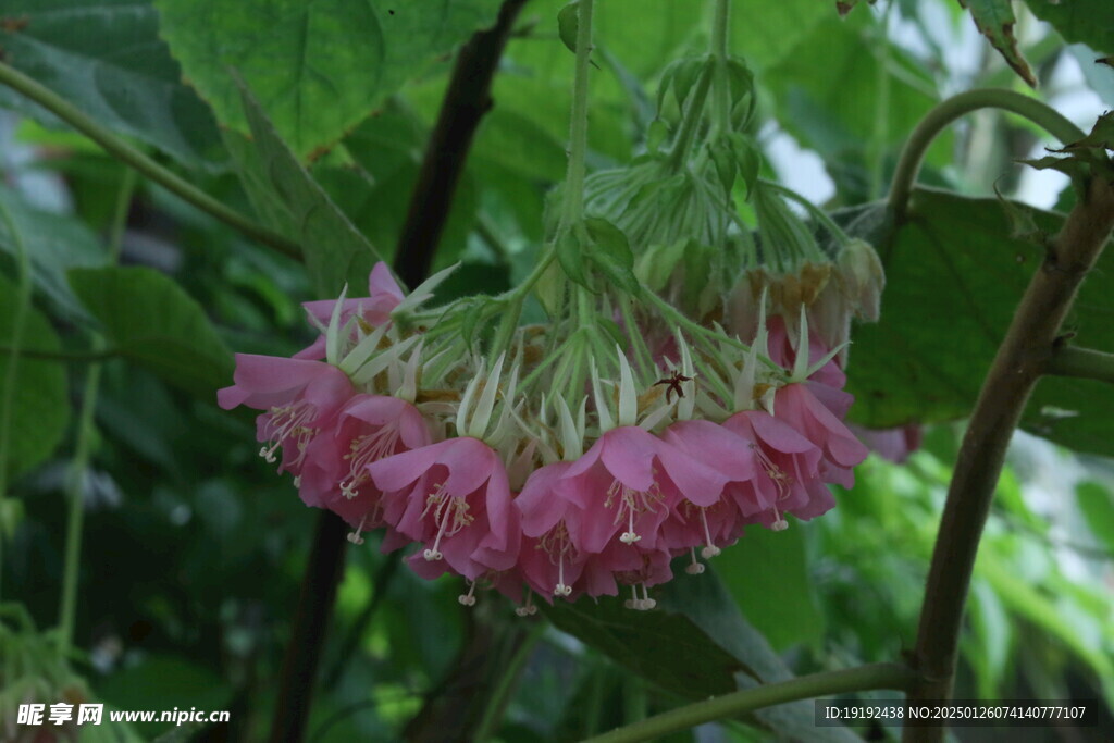 非洲芙蓉