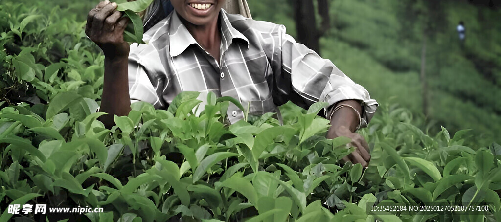 茶叶采摘