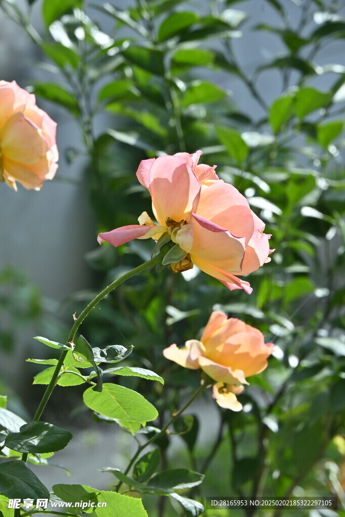粉黄花卉 玫瑰 月季