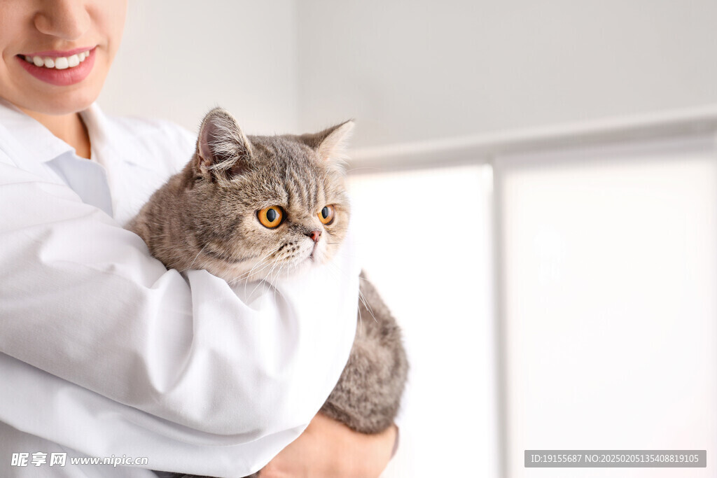 宠物医生抱猫咪