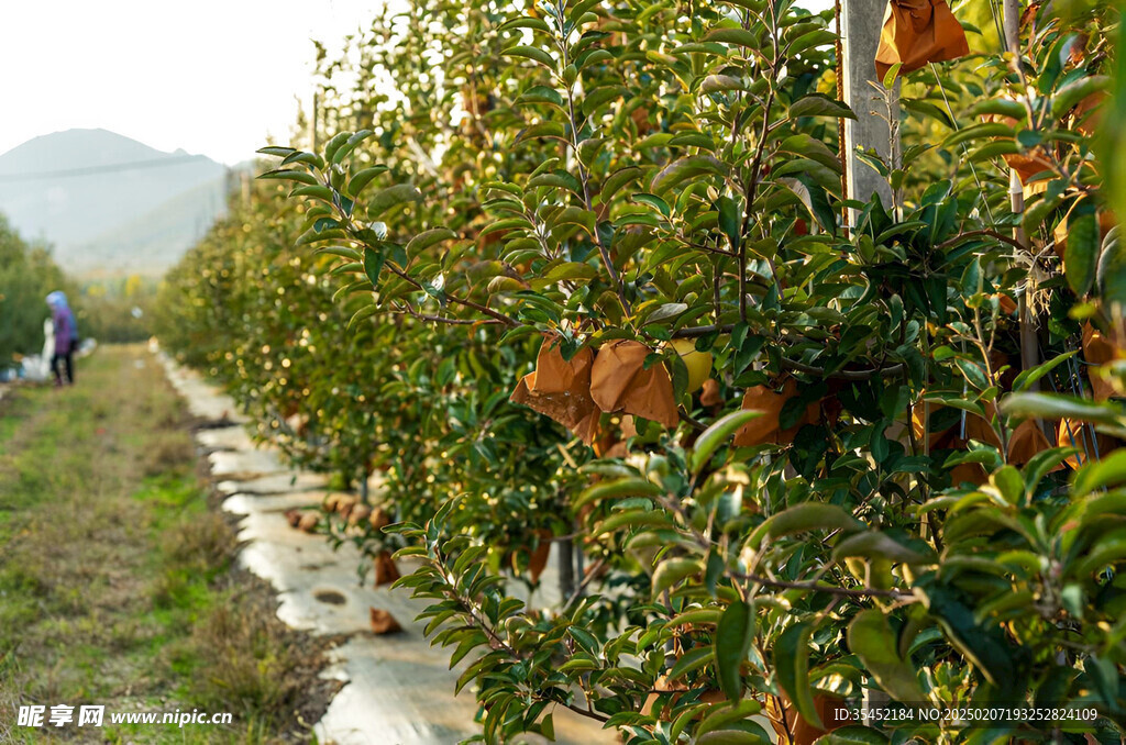 苹果栽培