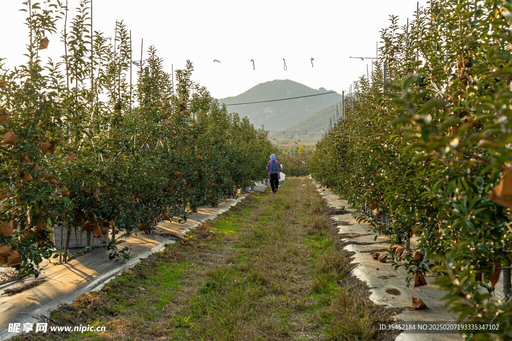 苹果栽培