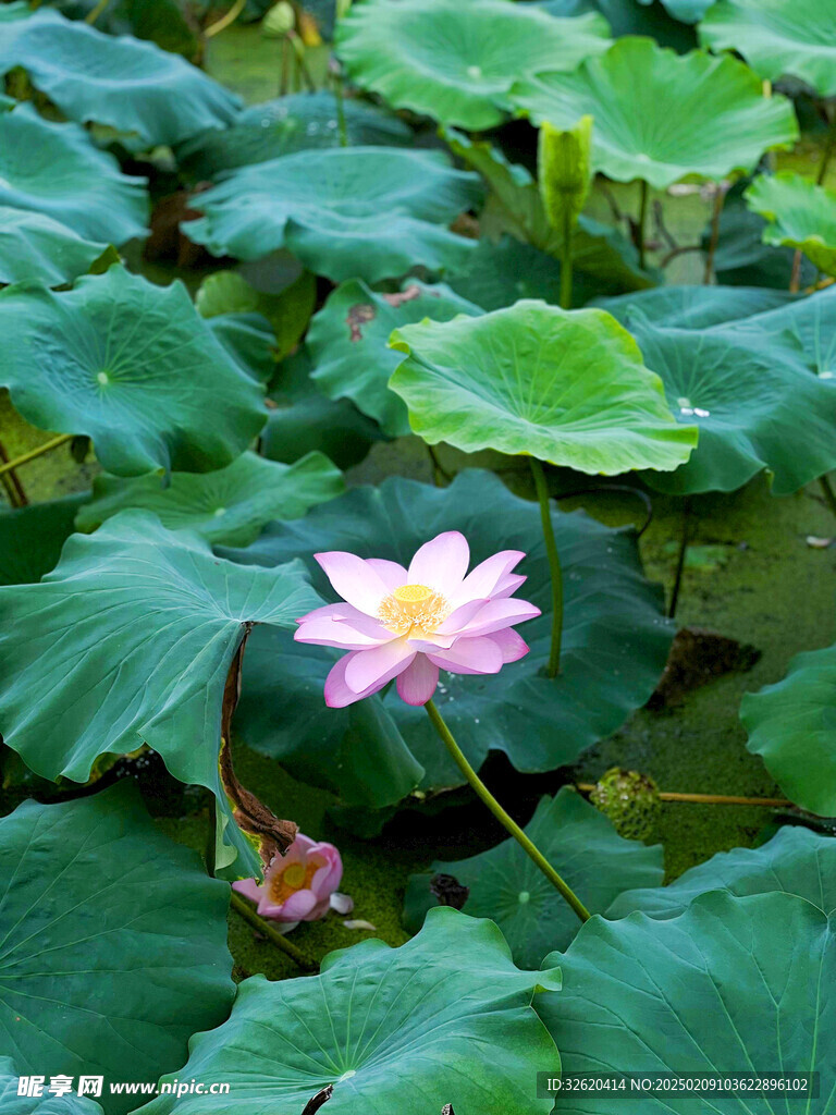 荷花