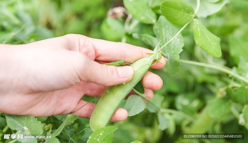 豌豆荚栽培