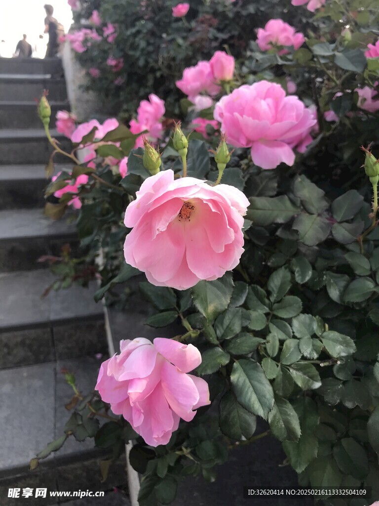 月季花