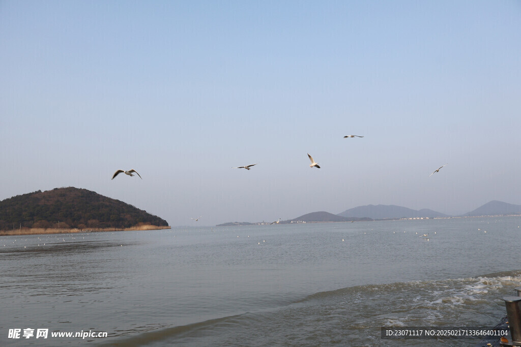 海鸥