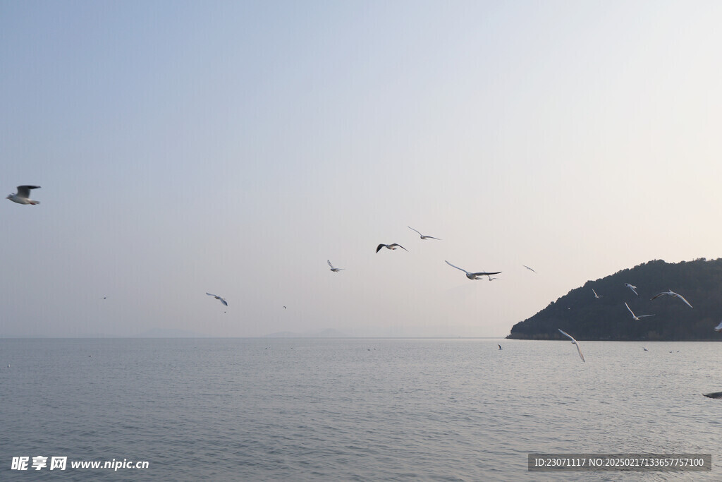 海鸥