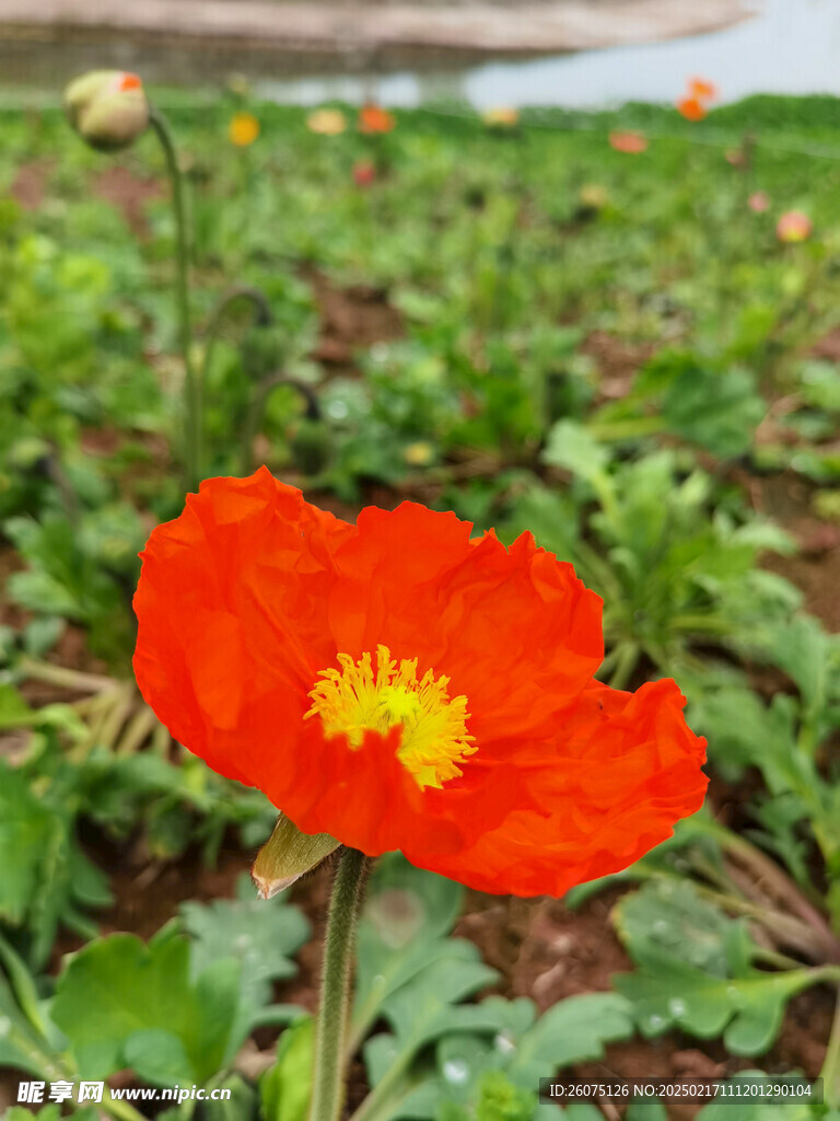 虞美人