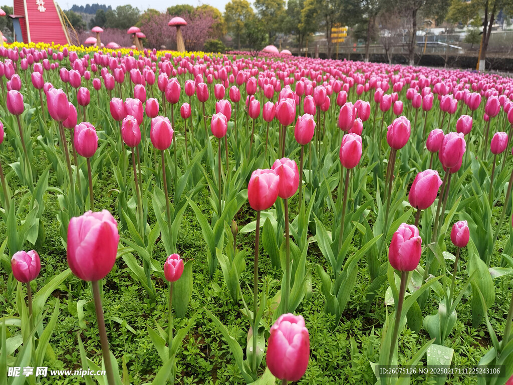 粉色郁金香花田