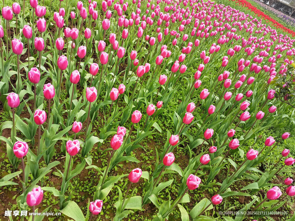粉色郁金香花海