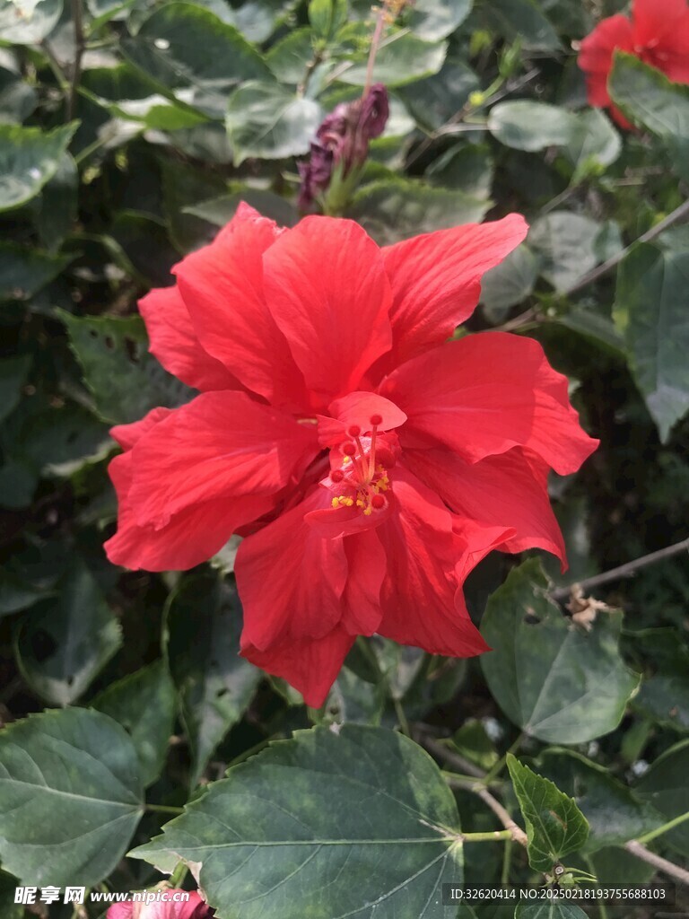 朱槿花 大红花