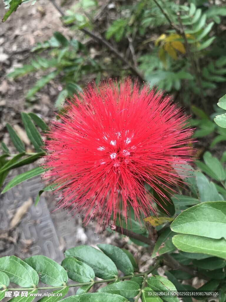 朱缨花