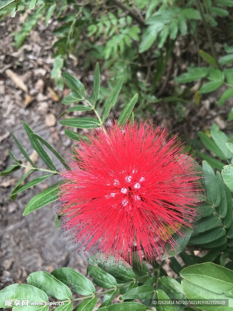 朱缨花