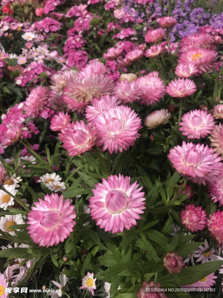 麦秆菊