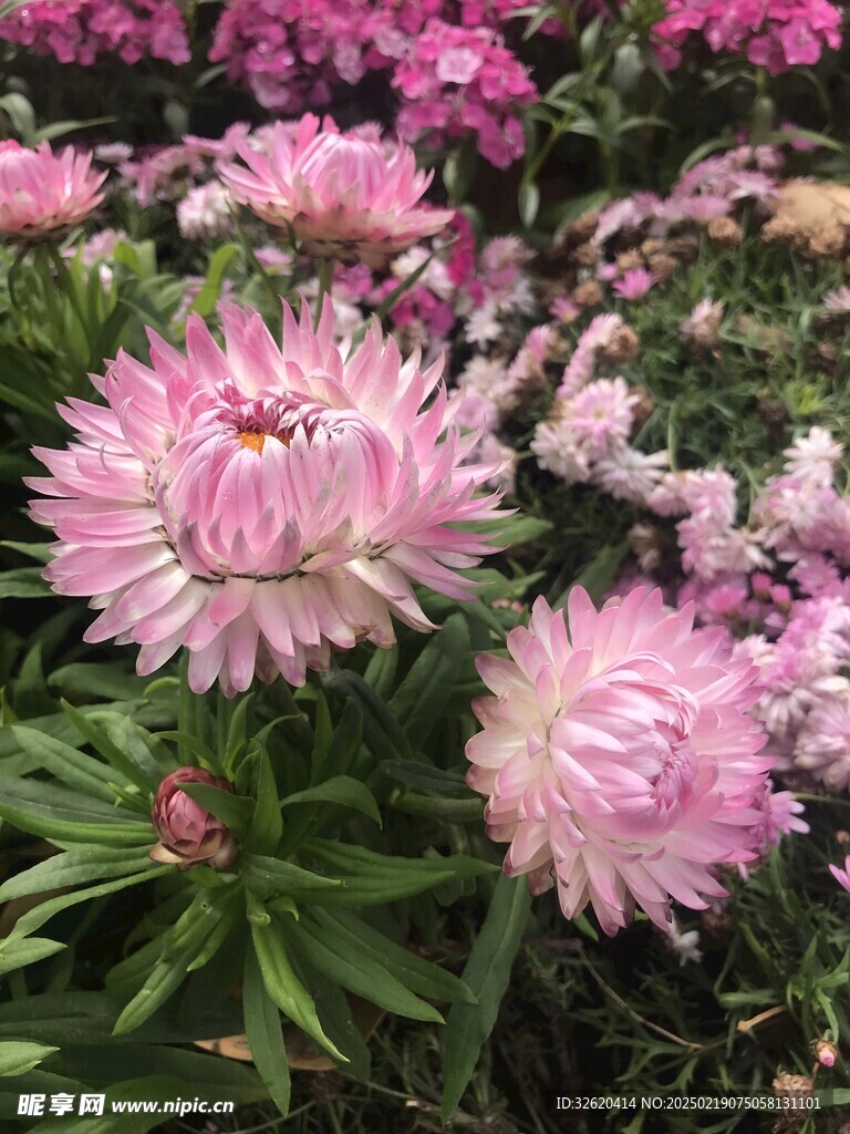 麦秆菊