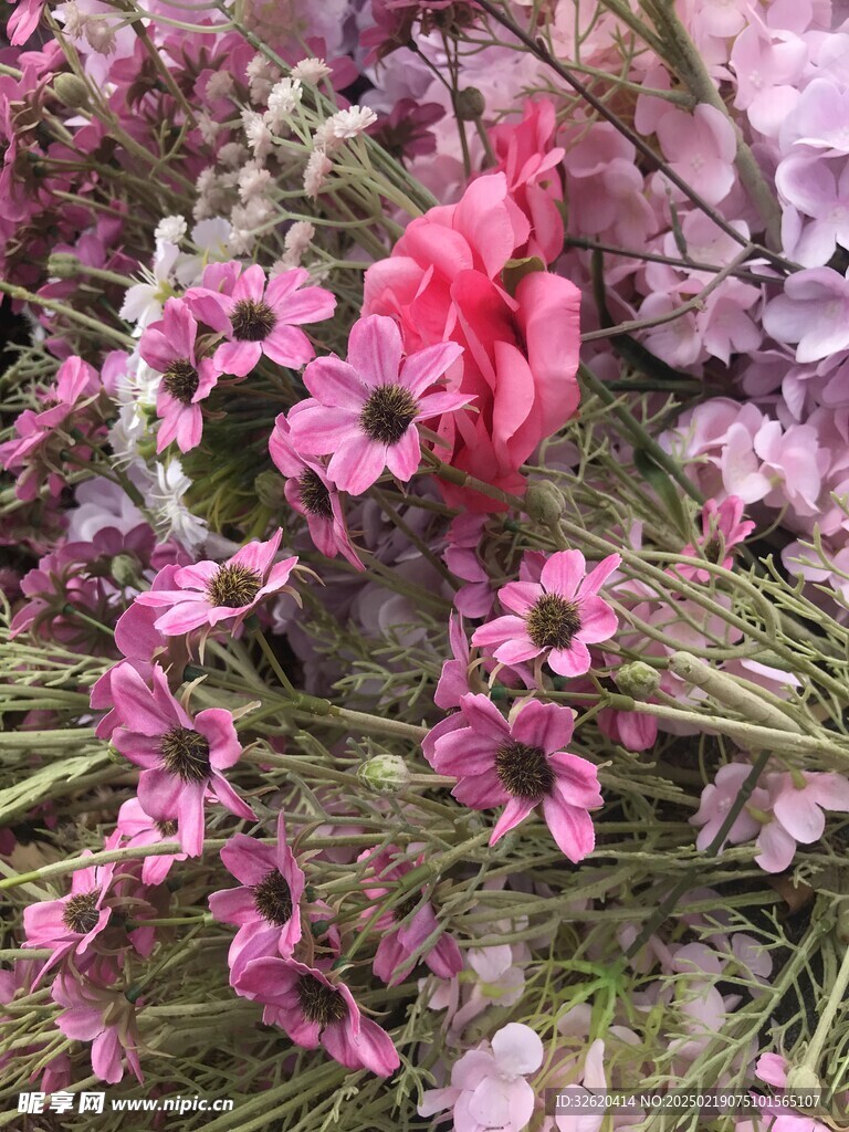 木茼蒿 小菊花