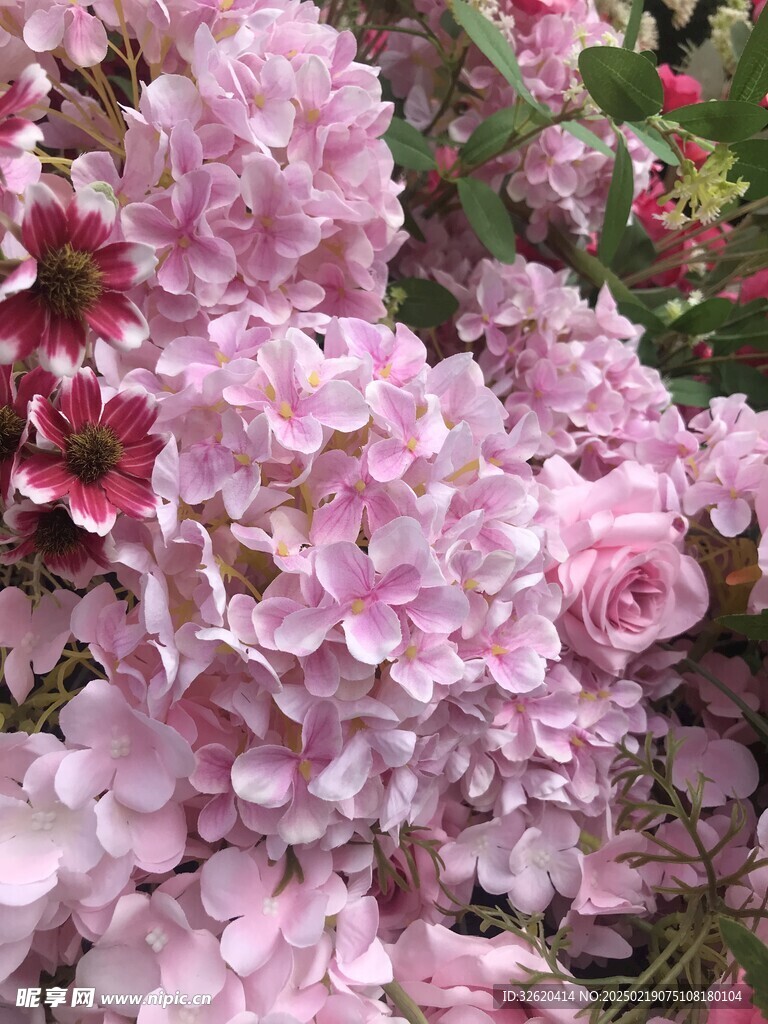 绣球花