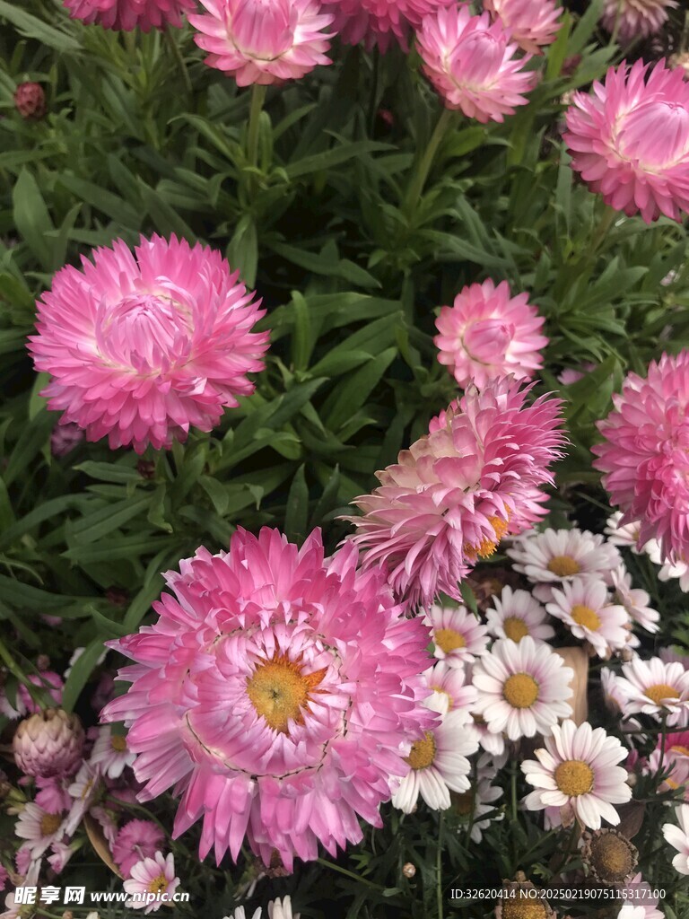 麦秆菊