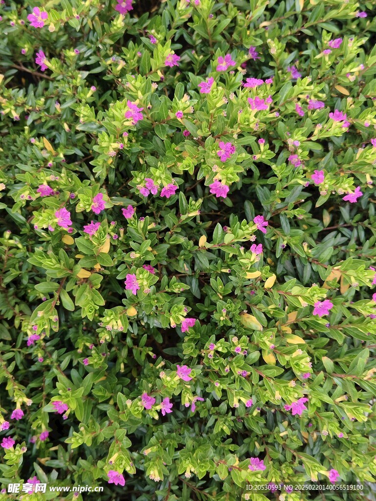 萼距花