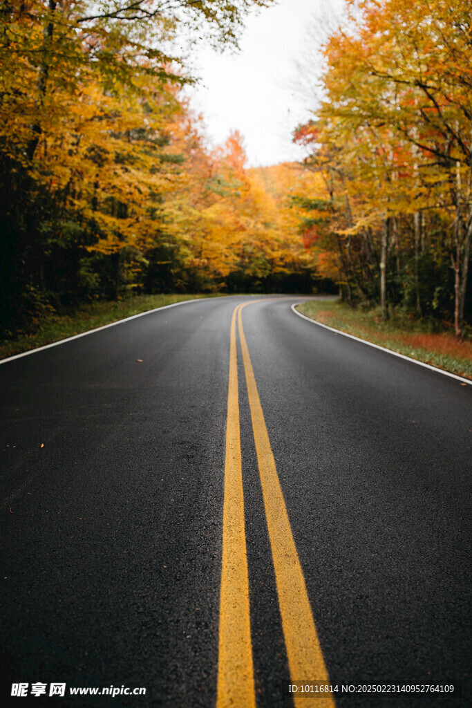 秋天树林公路